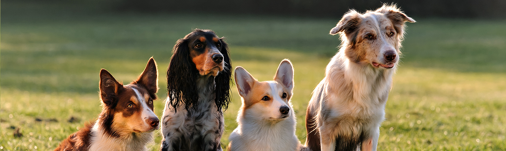 Dogs Sitting Nicely