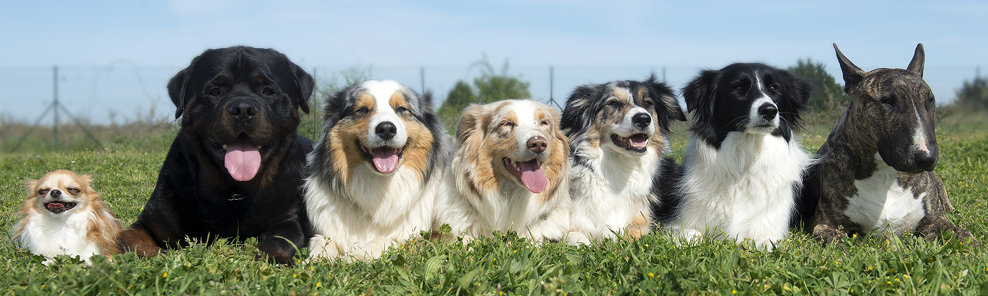 Row of Happy Dogs